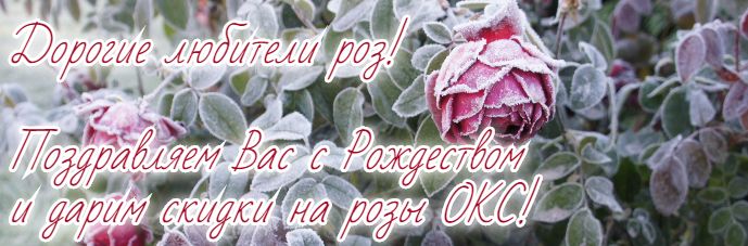 Интернет-магазин саженцев роз. С доставкой по всей России.