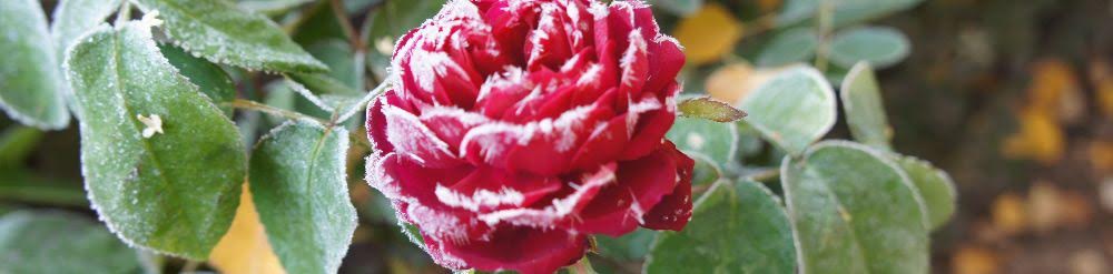 Интернет-магазин саженцев роз. С доставкой по всей России.