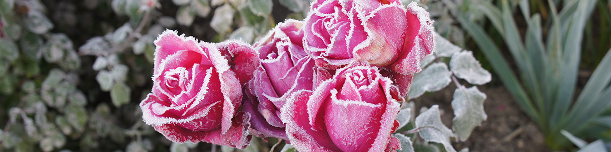 Интернет-магазин саженцев роз. С доставкой по всей России.