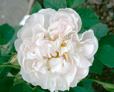 Alba Maxima ОКС (поставка октябрь 2017, апрель 2018)