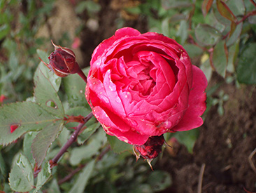 Alexander MacKenzie ОКС