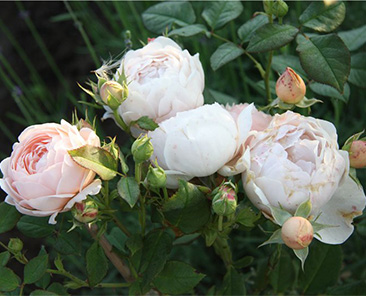 Ambrige Rose (Austin) ОКС