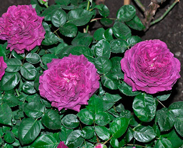 Arthur de Santal ОКС