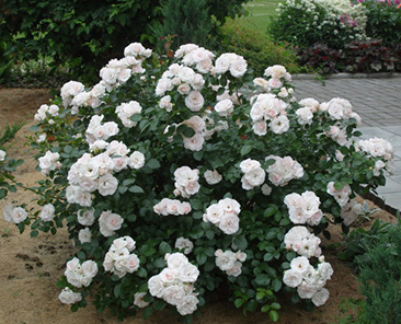 Aspirin Rose (Tantau) ОКС