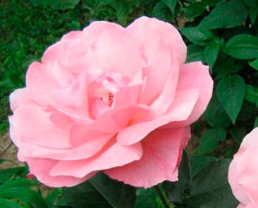 Astrid Lindgren в горшке 7 литров