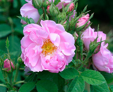 Autumn Damask (Quatre Saisons) ОКС