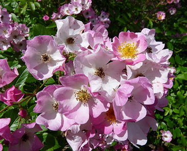 Ballerina ОКС (поставка октябрь 2017, апрель 2018)