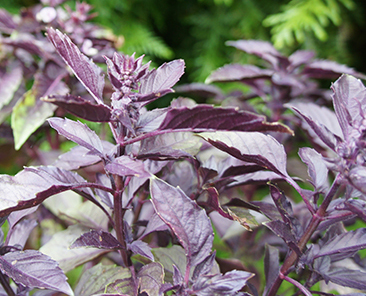 Базилик овощной Фиолетовый в горшке R10