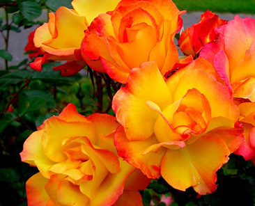 Bonanza в горшке 4 л (поставка май 2018)