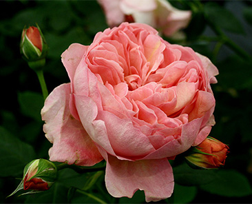 Boscobel (Austin) в горшке 7 литров