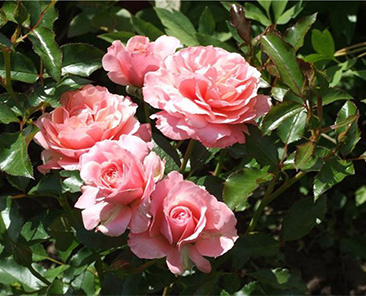 Boticelli в горшке 4 л (поставка май 2018)