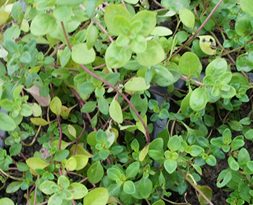 Чабер огородный Ароматный в горшке R10