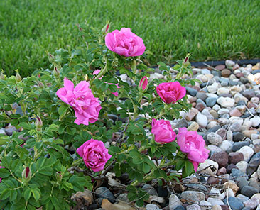 Charles Albanel в горшке 4,0 л