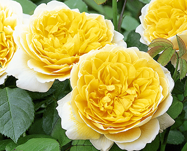 Charlotte в горшке 4 л (поставка май 2018)