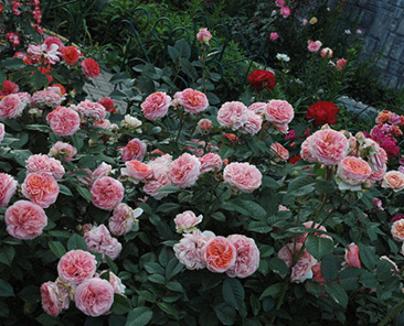 Chippendale в горшке 4 л (поставка май 2018)