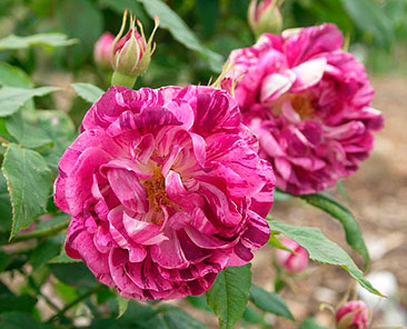 Commandant Beaurepaire ОКС (поставка октябрь 2017, апрель 2018)