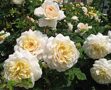 Comtessa в горшке 4 л