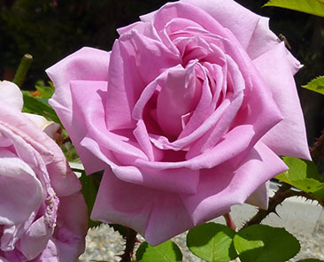 Conrad Ferdinand Meyer в горшке 4 л (поставка май 2018)