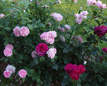 Cottage Rose (Austin) ОКС