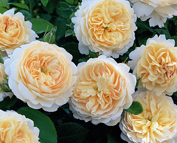 Crocus Rose в горшке 4 л (поставка май 2018)