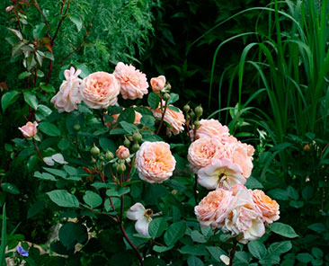 Crown Princess Margareta в горшке 4 л (поставка май 2018)