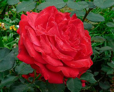 Dame de Coeur ОКС