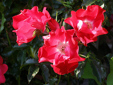 Dortmund в горшке 4 л (поставка май 2018)