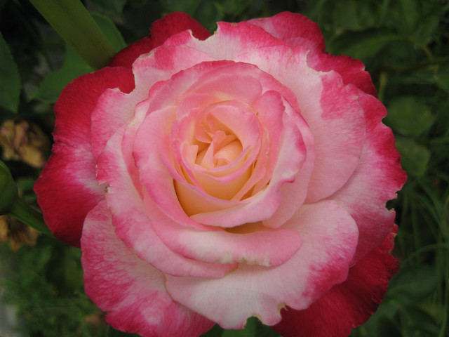 Double Delight в горшке 7 литров