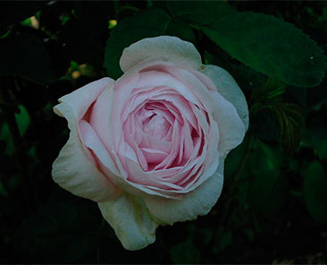 Duchesse de Montebello ОКС (поставка октябрь 2017, апрель 2018)