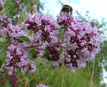Душица обыкновенная (медовый аромат) в горшке R10