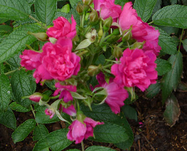 F.J. Grootendorst в горшке 4 л (поставка май 2018)