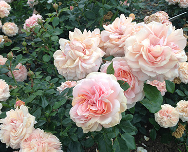 Garden Rose в горшке 4 л