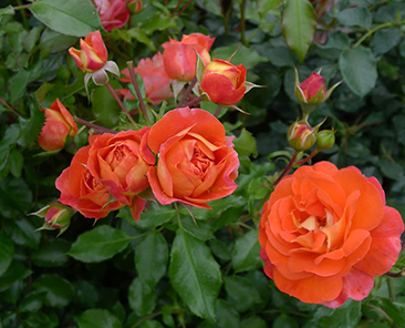 Gebruder Grimm в горшке 4 л (поставка май 2018)