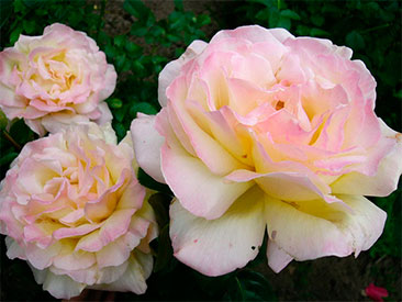 Gloria Day в горшке 4 л (поставка май 2018)