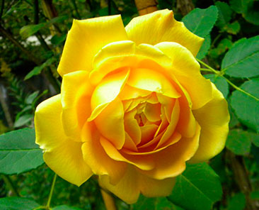 Golden Celebration ОКС