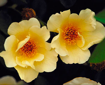 Golden Wings в горшке 4,0 л