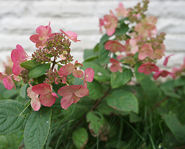 Гортензия Magic Fire ОКС