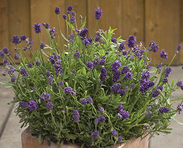 Лаванда Южанка в горшке R10