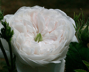 Madame Hardy ОКС (поставка октябрь 2017, апрель 2018)