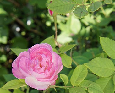 Madame Pierre Oger в горшке 7 литров