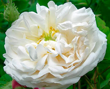 Madame Plantier ОКС