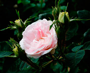 Maiden's Blush Great в горшке 7 литров