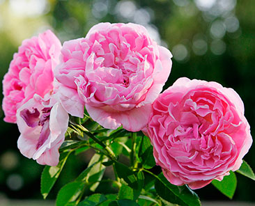 Mary Rose в горшке 4 л (поставка май 2018)