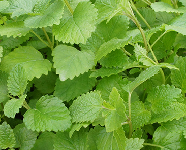 Мята перечная Ворожея в горшке R10