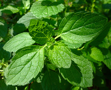 Мелисса лекарственная Лимонный аромат в горшке R10