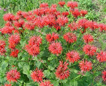 Монарда лимонная Мона Лиза в горшке R10