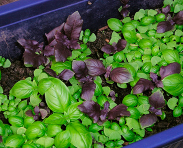 Базилик зеленый 5 гр. (АЭЛИТА) (семена)