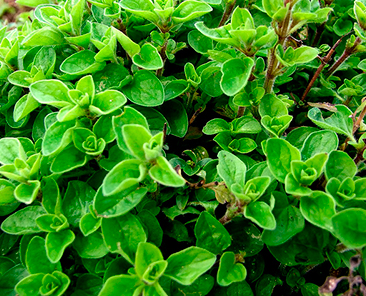 Майоран Зимняя сказка в горшке R10