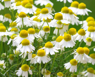 Ромашка аптечная Айболит в горшке R10