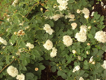 Alba Suaveolens в горшке 4,0 л